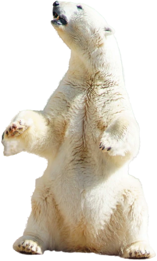 Bärenstarke Onepager